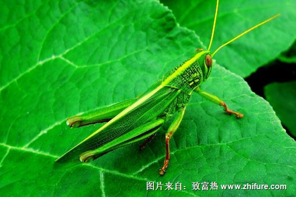 2018養蝗蟲賺錢嗎？蝗蟲養殖的利潤與投資成本及前景預測