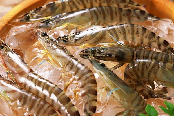 養(yǎng)蝦的成本和利潤