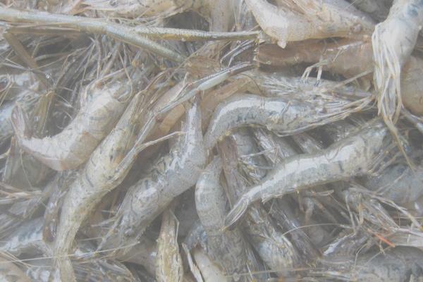 養(yǎng)蝦的成本和利潤