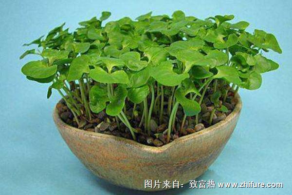 石榴種子怎么種