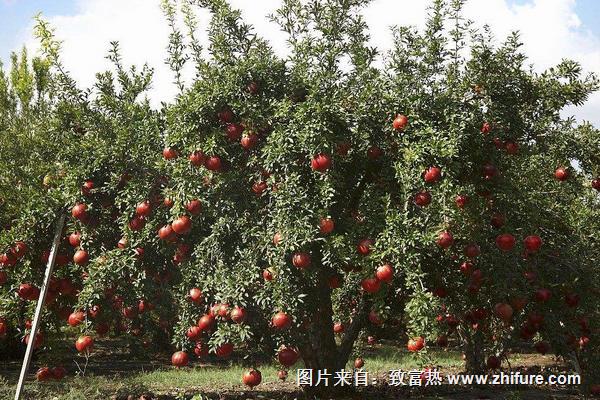 石榴樹多少錢一棵