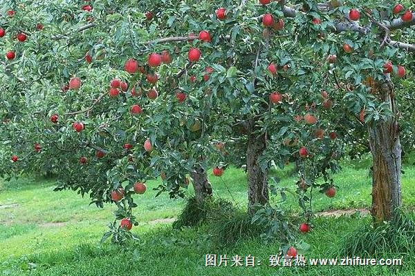 蘋果樹修剪技術