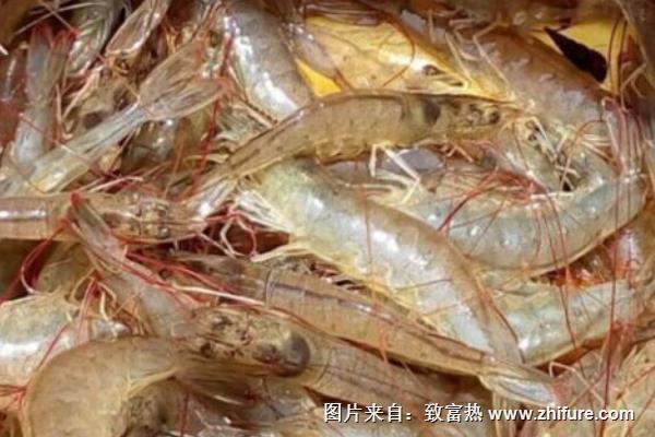 養蝦的成本和利潤