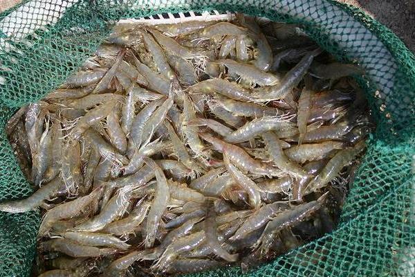 養(yǎng)蝦的成本和利潤