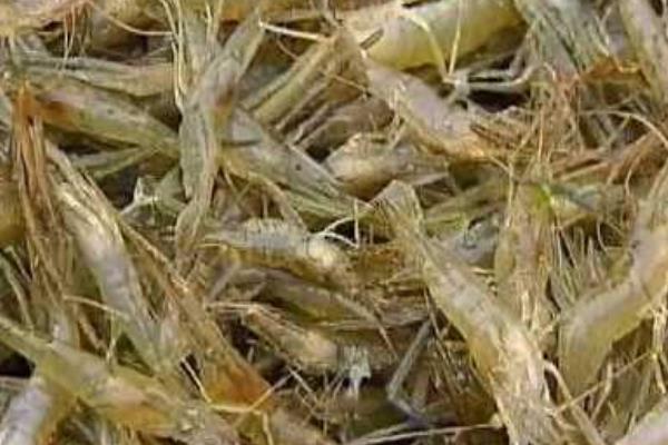 養(yǎng)蝦的成本和利潤