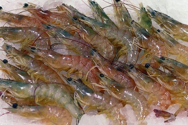 養(yǎng)蝦的成本和利潤