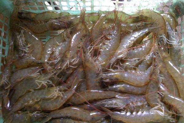 養(yǎng)蝦的成本和利潤