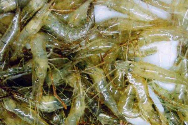 養(yǎng)蝦的成本和利潤