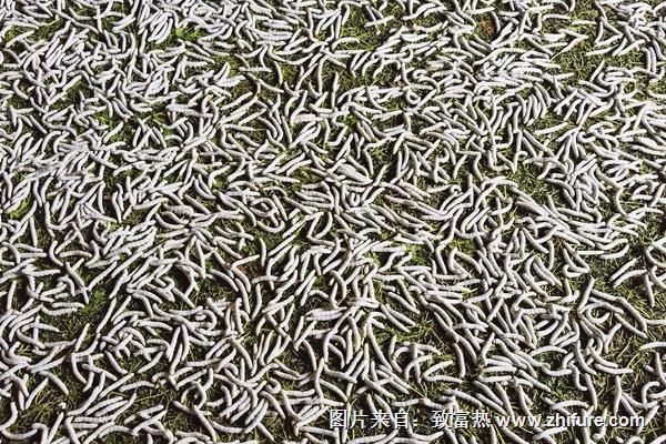 家庭養(yǎng)蠶方法