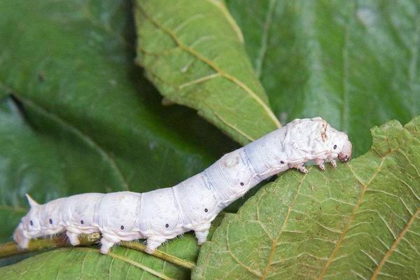 家庭養蠶方法
