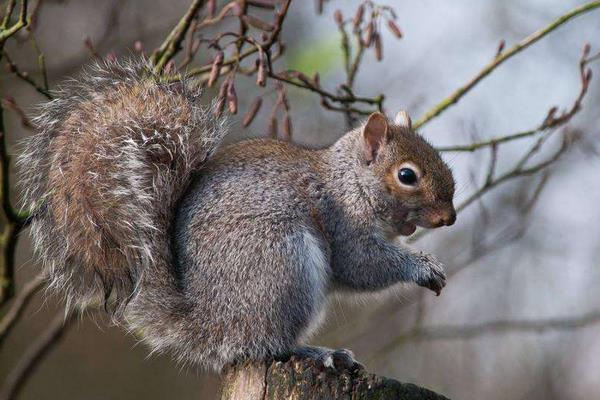 果園如何防治松鼠?如何驅趕松鼠