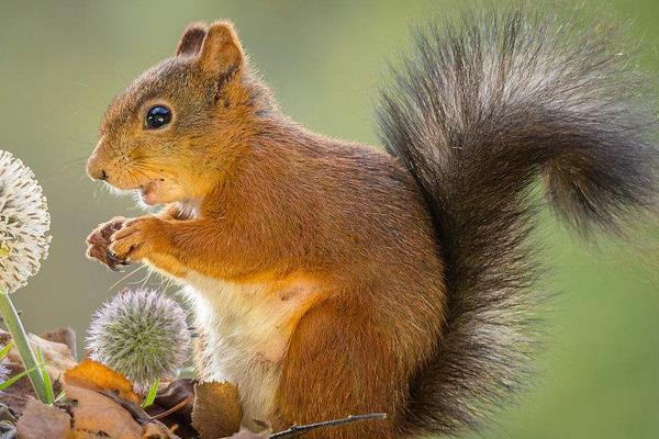 果園如何防治松鼠?如何驅趕松鼠