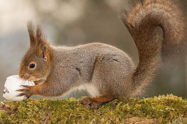 果園如何防治松鼠?如何驅趕松鼠