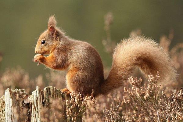 果園如何防治松鼠?如何驅趕松鼠