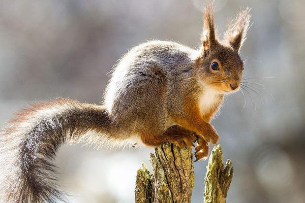 果園如何防治松鼠?如何驅趕松鼠