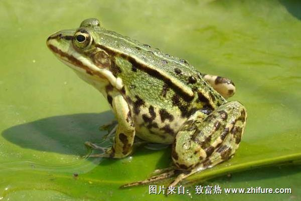 青蛙養殖池的建造