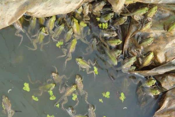 青蛙養殖池的建造