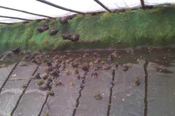 青蛙養殖池的建造