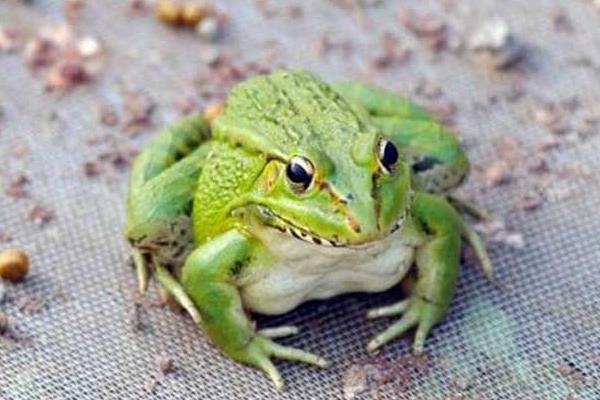 青蛙養殖池的建造