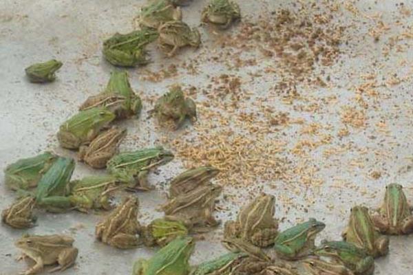 青蛙養殖池的建造