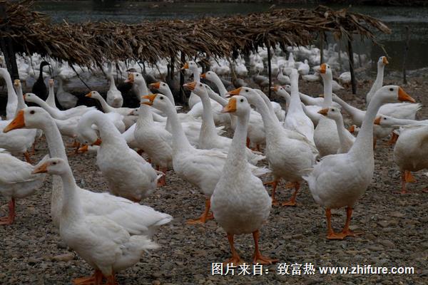 在農(nóng)村養(yǎng)鵝賺錢嗎