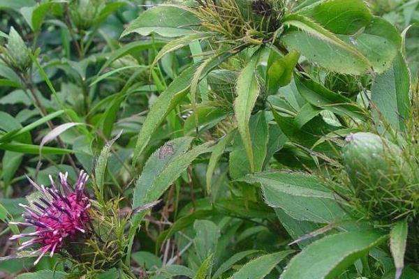 種白術鐵葉病的防治