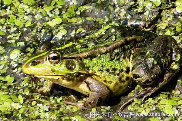 黑斑青蛙養(yǎng)殖前景