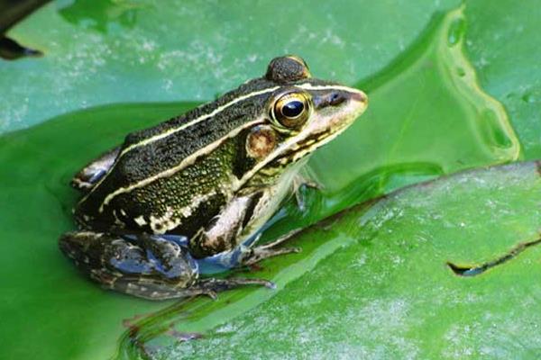 黑斑青蛙養殖前景