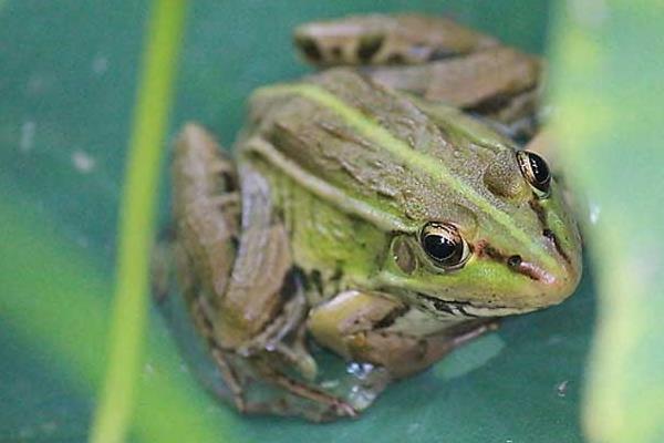 黑斑青蛙養殖前景
