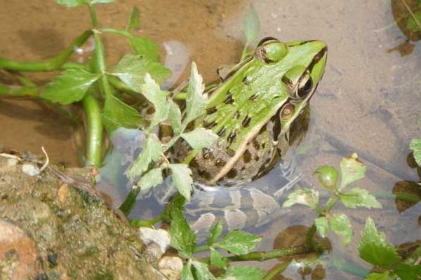 黑斑青蛙養殖前景