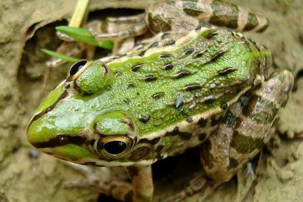 黑斑青蛙養殖前景