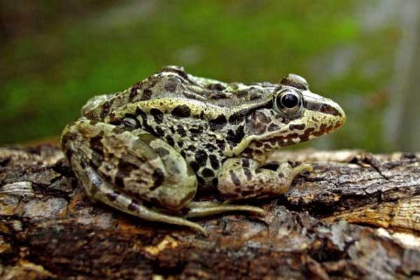 黑斑青蛙養殖前景