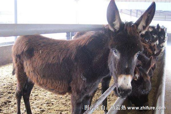 肉驢養殖方式之直接購買育肥驢養殖出售
