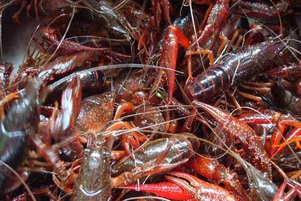 小龍蝦養殖前景