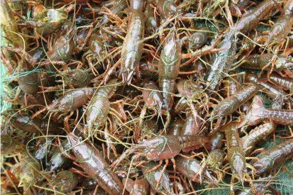 小龍蝦養殖前景