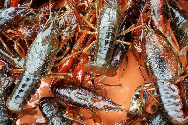 小龍蝦養殖前景