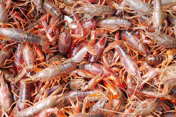 小龍蝦養殖前景