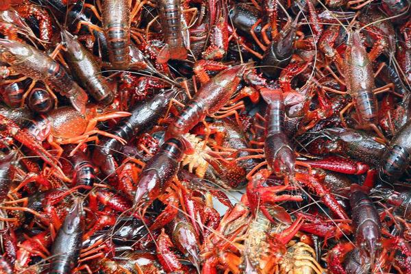 小龍蝦養殖前景