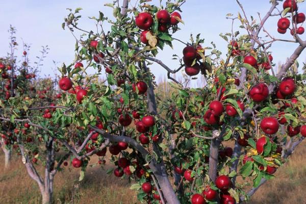 蘋果樹價格多少錢一棵