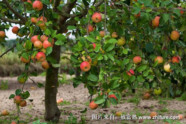 蘋果樹價格多少錢一棵