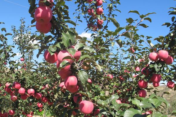 蘋果樹價格多少錢一棵