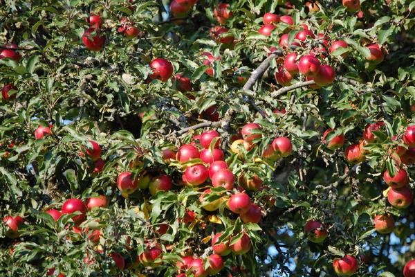 蘋果樹價格多少錢一棵