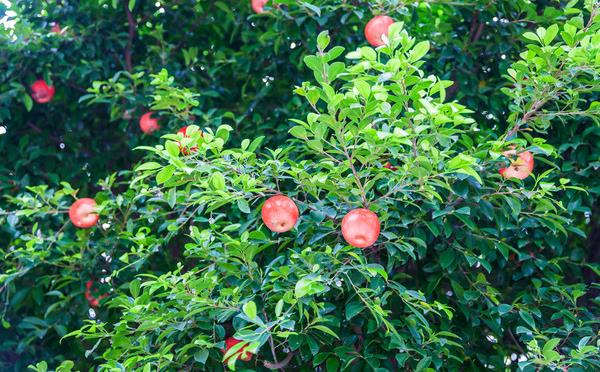 蘋果樹價格多少錢一棵