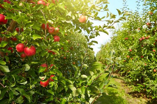 蘋果樹價格多少錢一棵