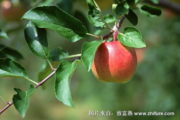 蘋果樹幾年結果