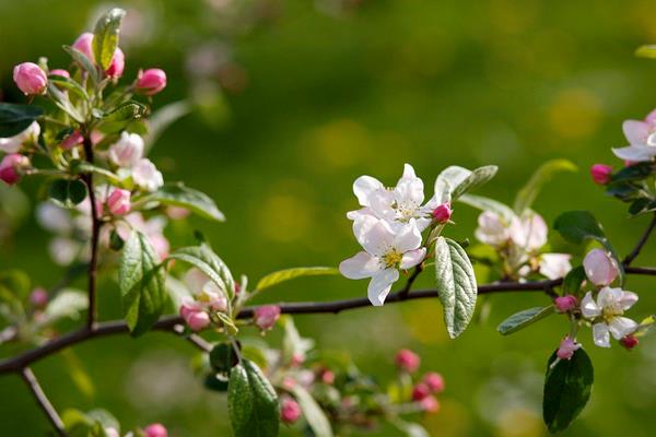 蘋果樹幾年結果