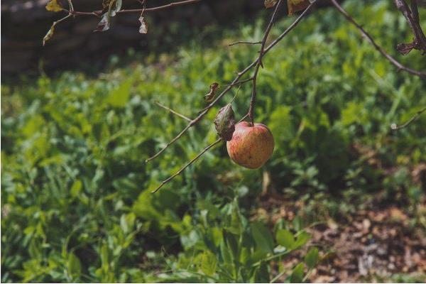 蘋果樹幾年結果
