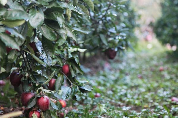 蘋果樹幾年結果