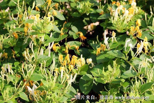 金銀花什么時候季節種植最好