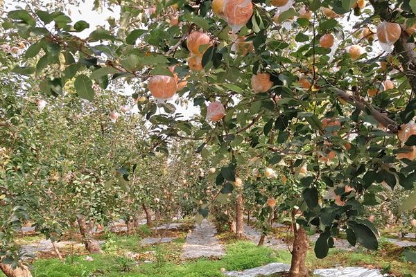 蘋果樹幾年結果